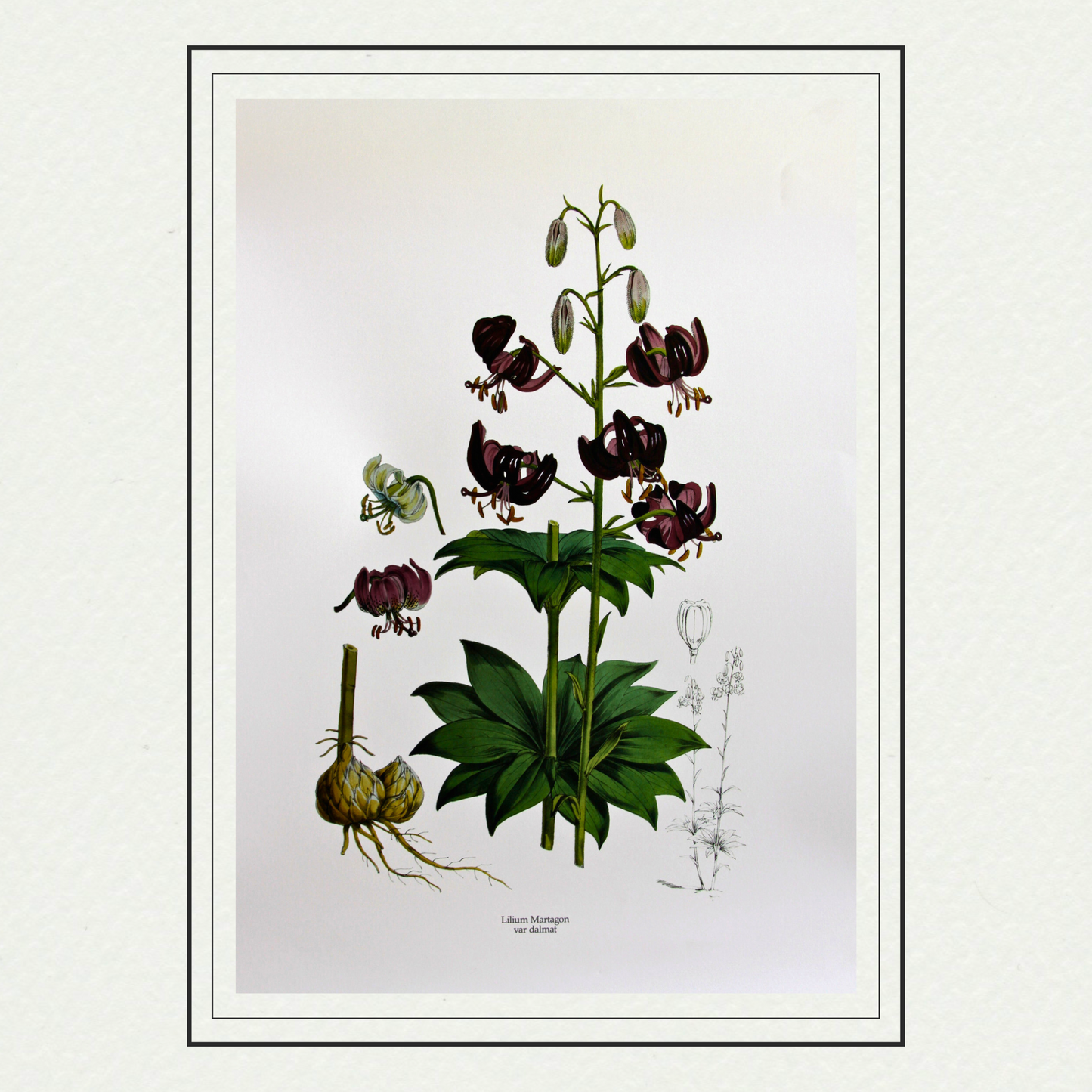 Lilium Martagon var dalmat, by H. J. Elwes