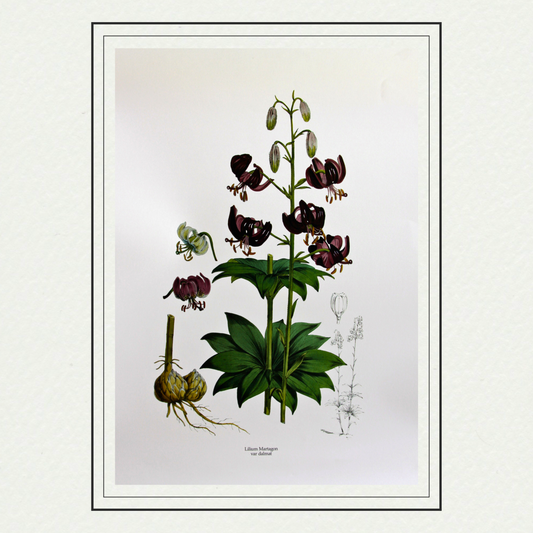 Lilium Martagon var dalmat, by H. J. Elwes