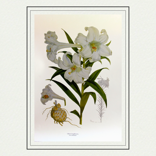 Lilium longiflorum var eximium, by H. J. Elwes