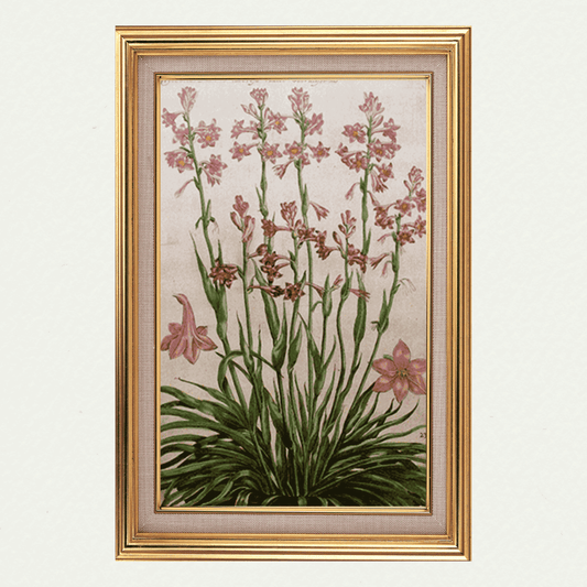 Rabel's Theatrum Florea - Hyacinth 591