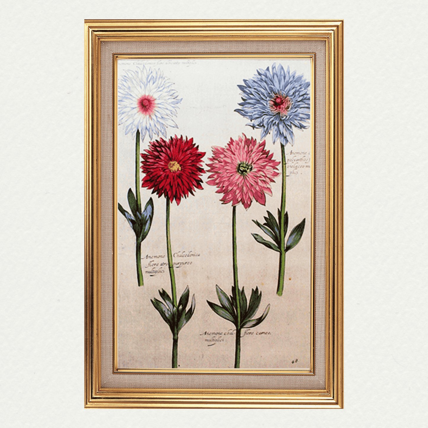 Rabel's Theatrum Florea - Anemone Chalcedonica 593