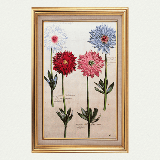 Rabel's Theatrum Florea - Anemone Chalcedonica 593