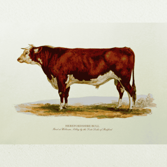 Prize Bulls and Sheep - Herefordshire Bull