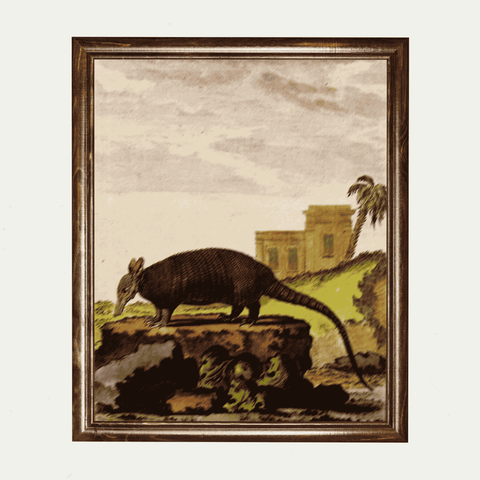 Armadillo