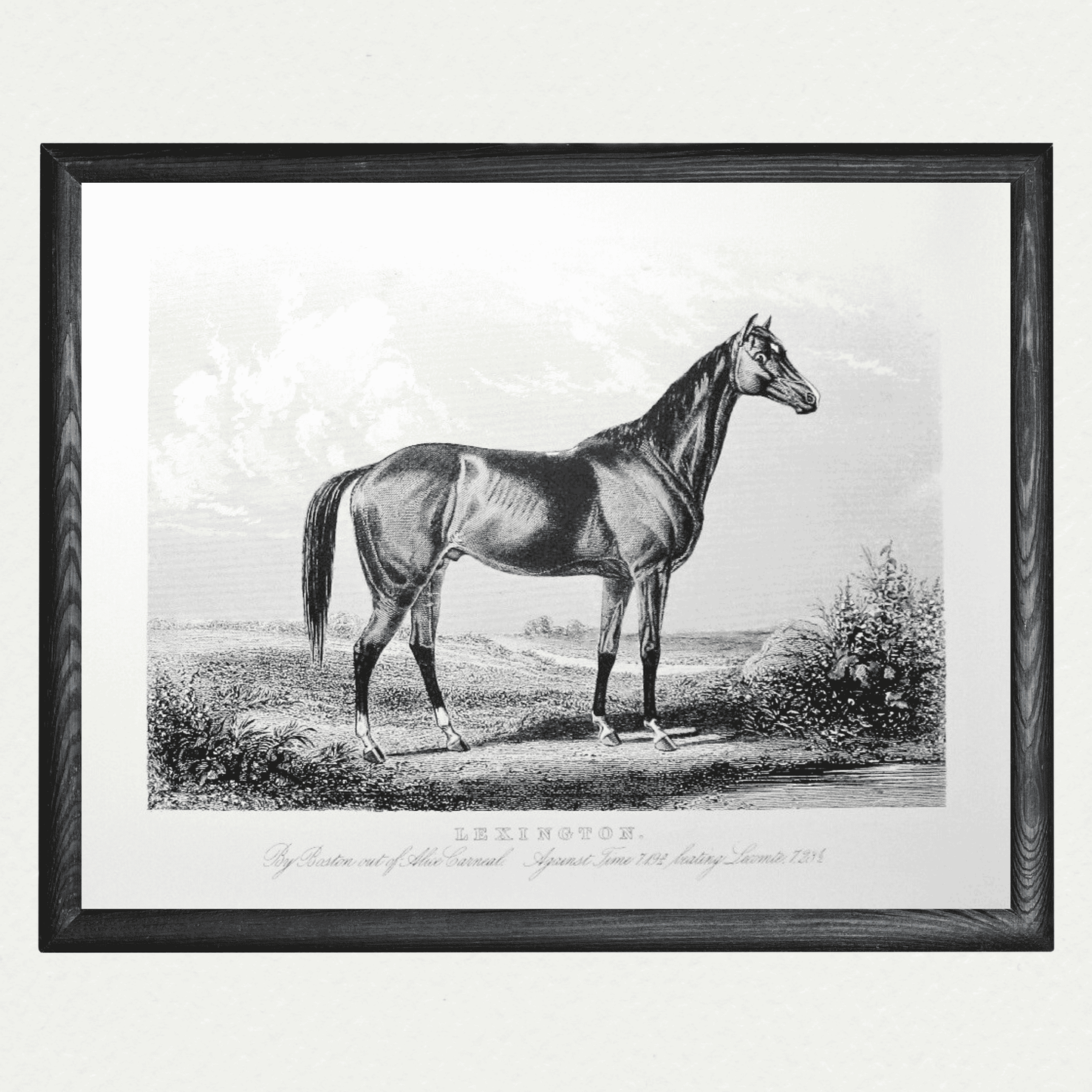 American Horses - Lexington