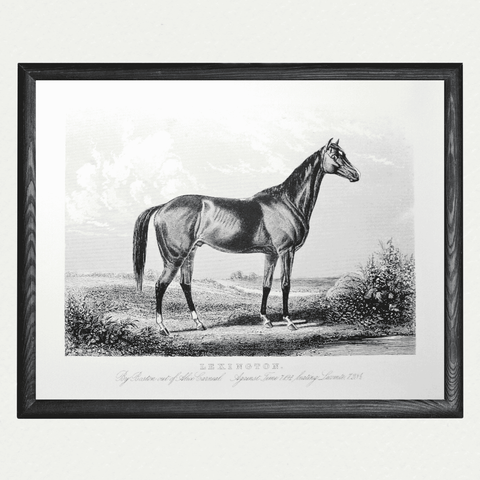 American Horses - Lexington