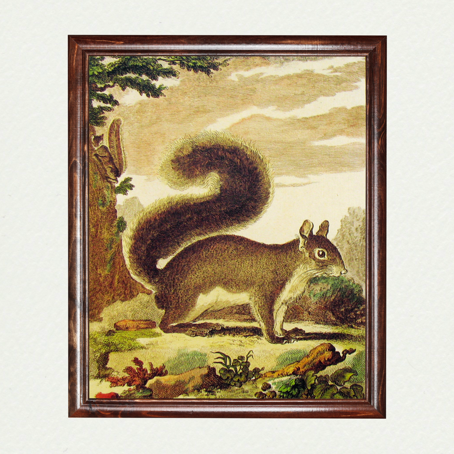 Squirrel