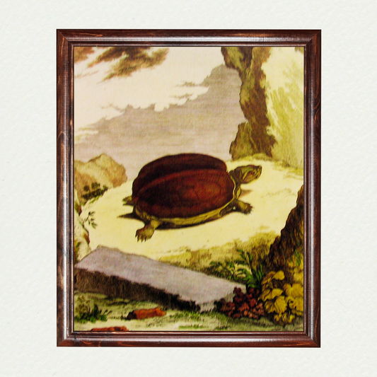 Turtle (2)