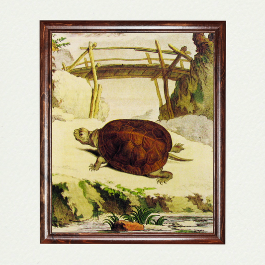 Turtle (3)