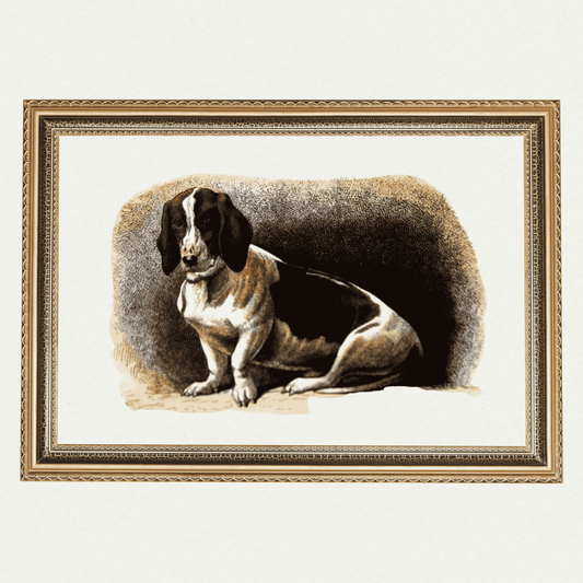 Dogs - French Basset