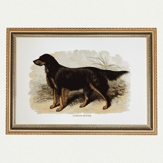 Dogs - Gordon Setter