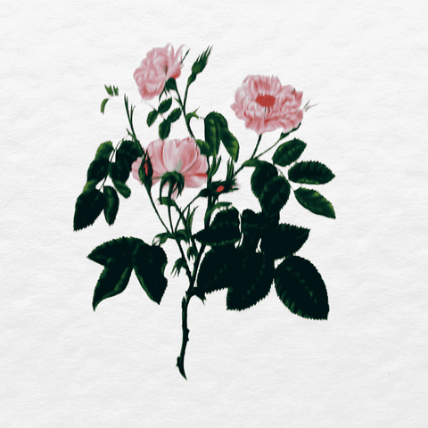 Rosa Villosa