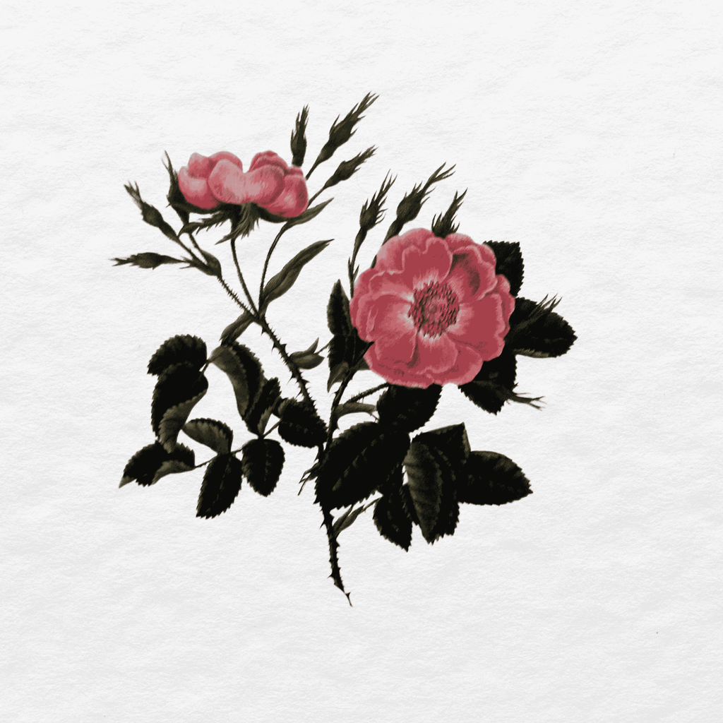 Rosa Rubiginosa