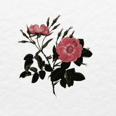 Rosa Rubiginosa