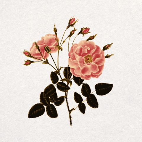 Rosa Damascena