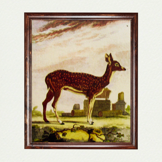 Deer
