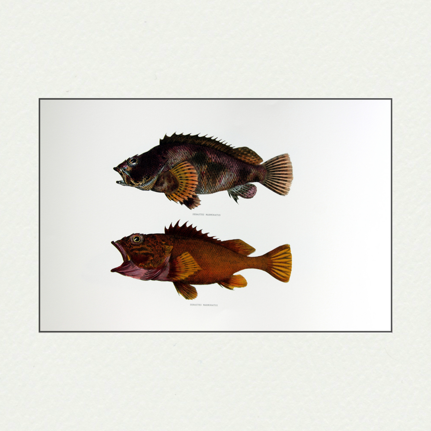 Japanese Fishes (410)