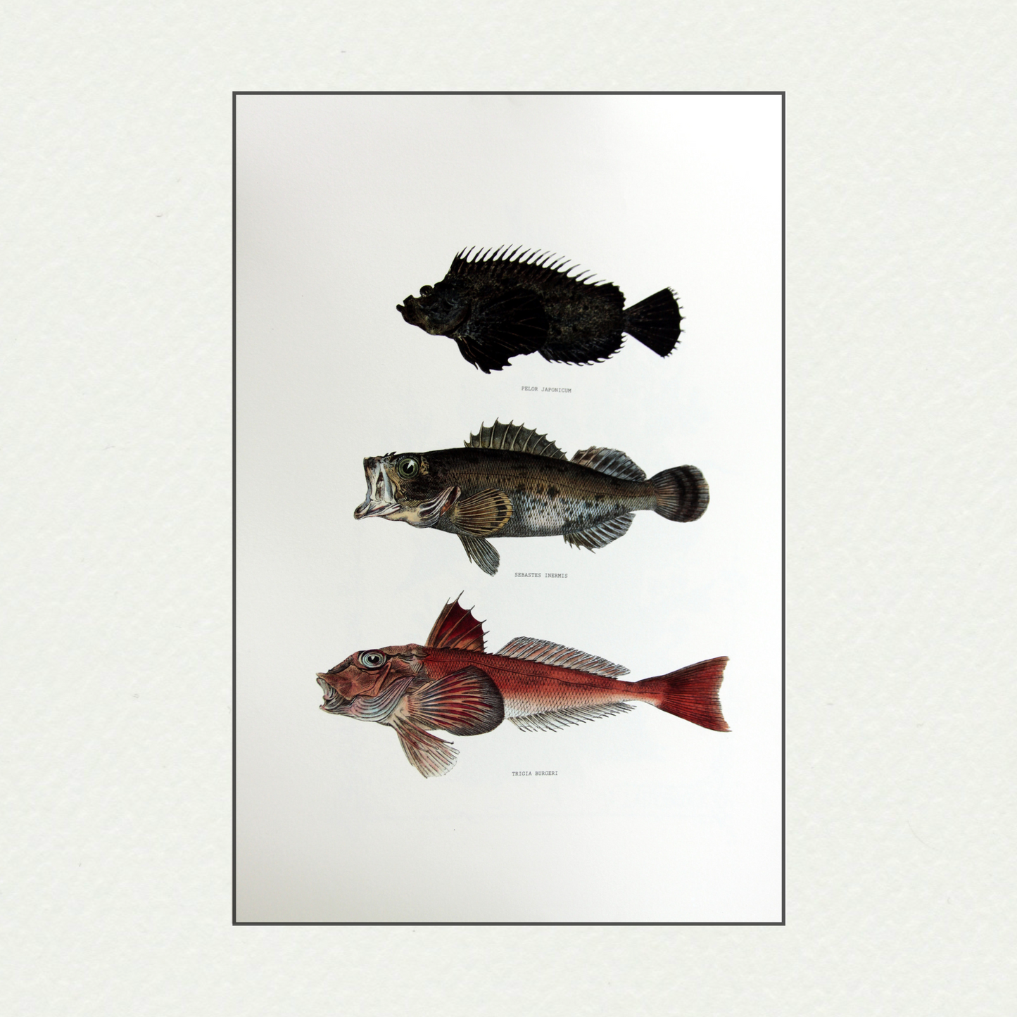 Japanese Fishes (412)