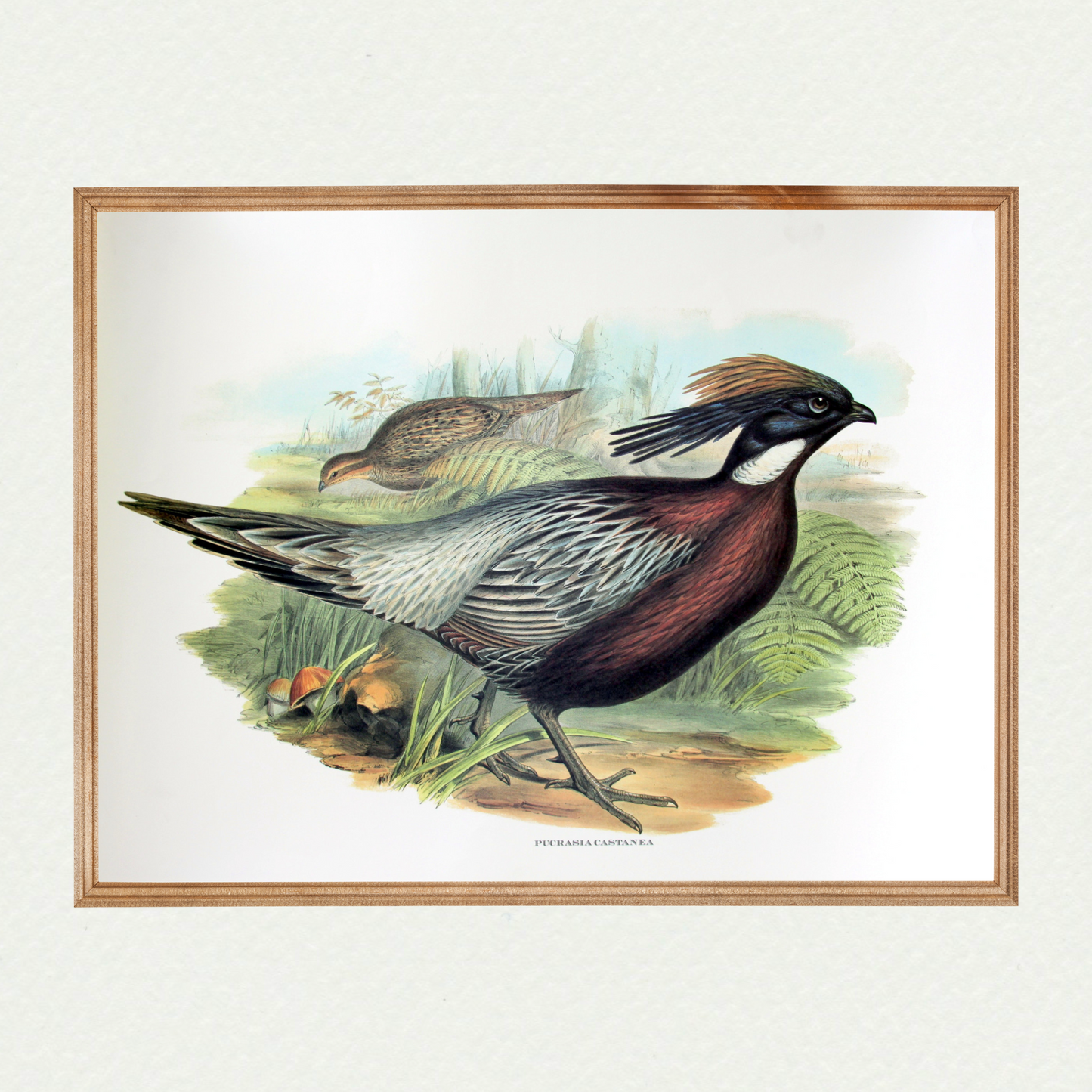 Pheasants - Pucrasia Castanea