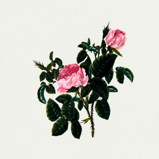 Rosa centrifolia - Blush Royal Rose, by Mary Lawrence