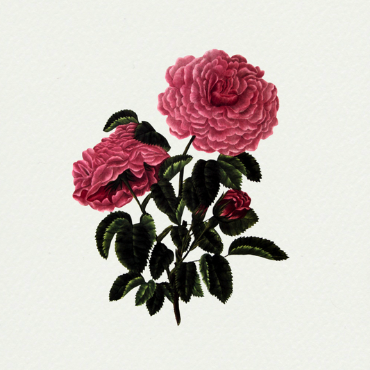 Rosa centrifolia - Monstrou's houdred leaved Rose
