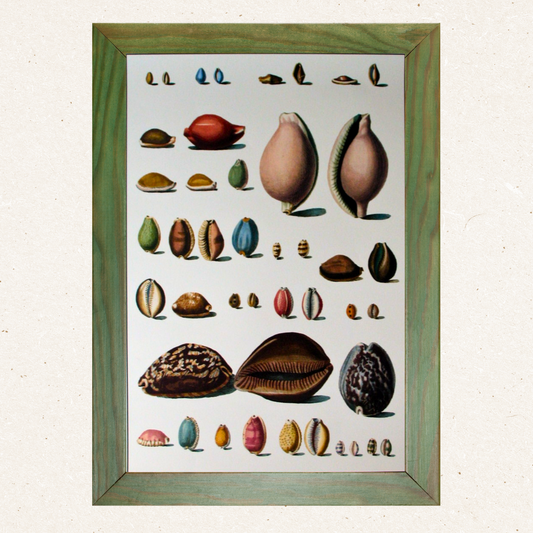 Shells (341)