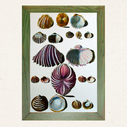 Shells (339)