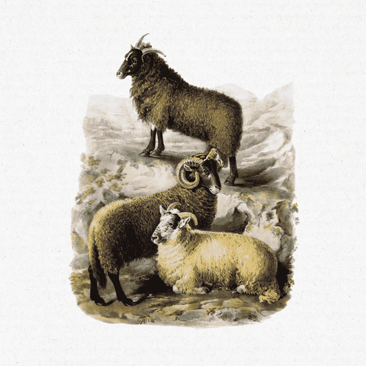 Prize Bulls and Sheep - Sheep of the Higher Welsh Mountains