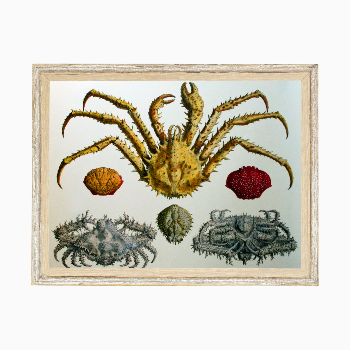 Shellfish (438)
