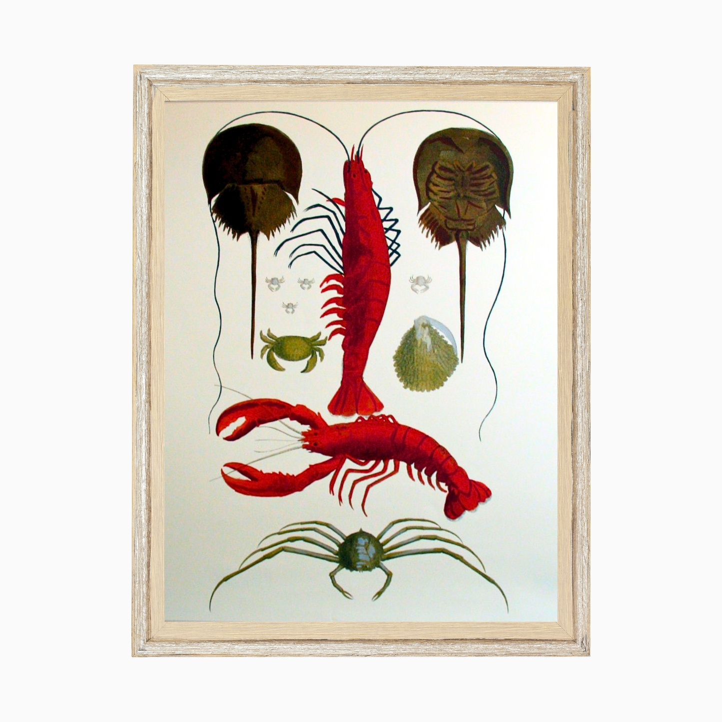 Shellfish (439)