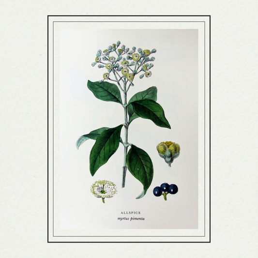 Spices - Allspice