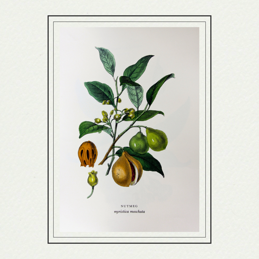 Spices - Nutmeg