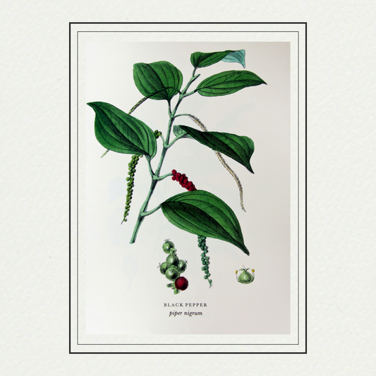 Spices - Black Pepper