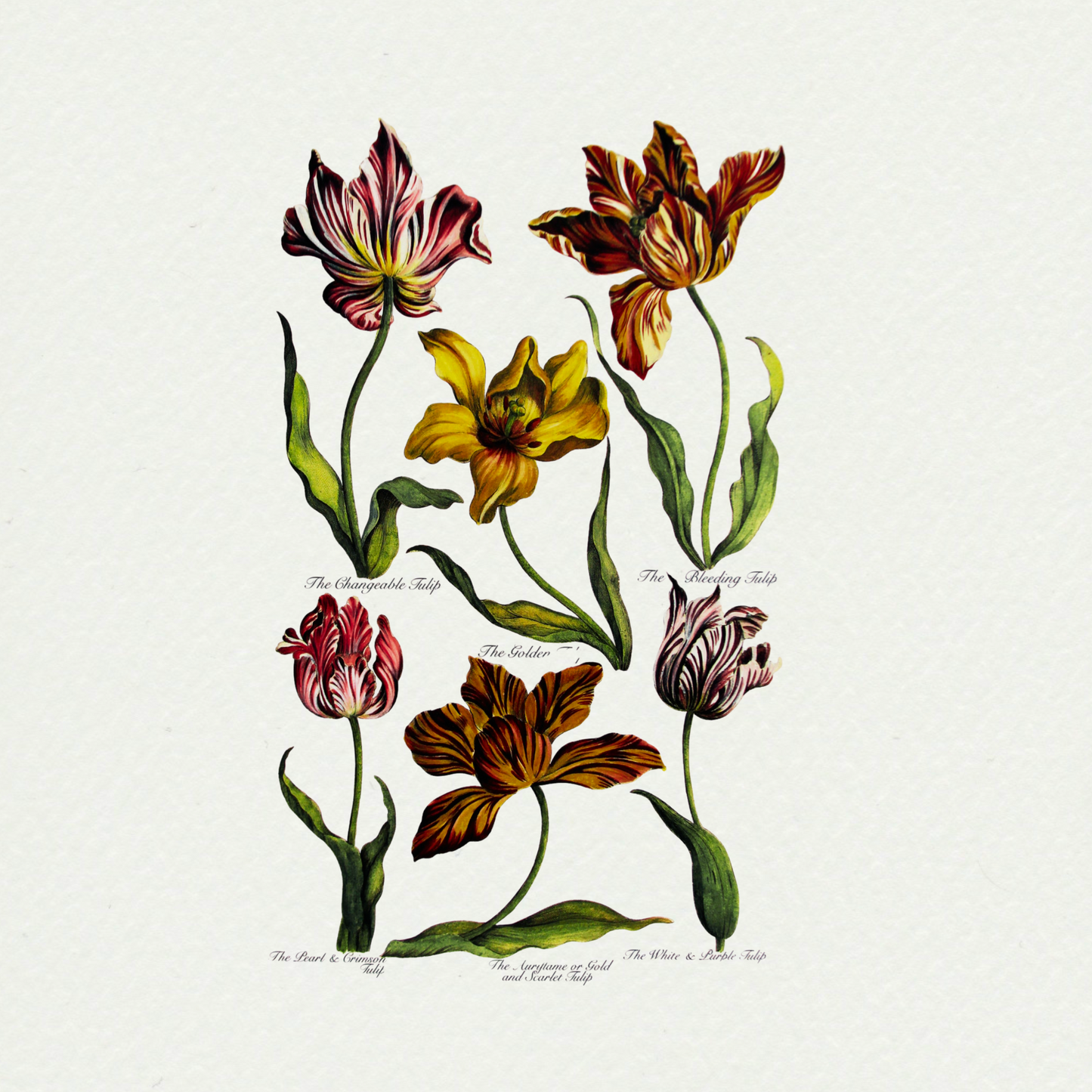 Tulips (2), by John Hills Eden