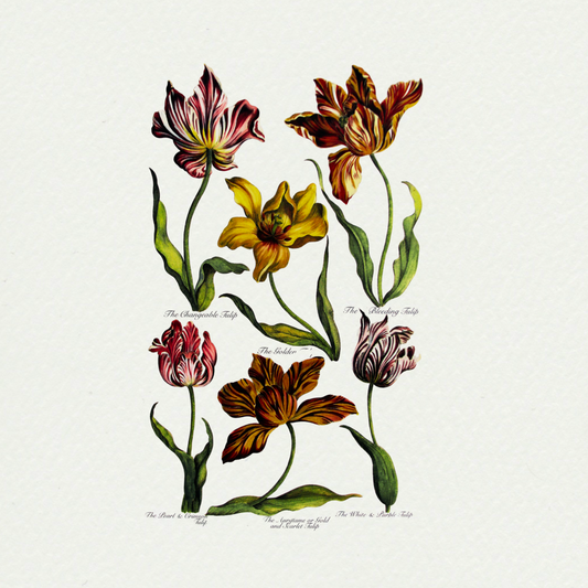 Tulips (2), by John Hills Eden