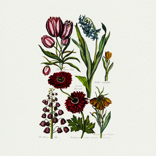 Tulips (1), by John Hills Eden 370