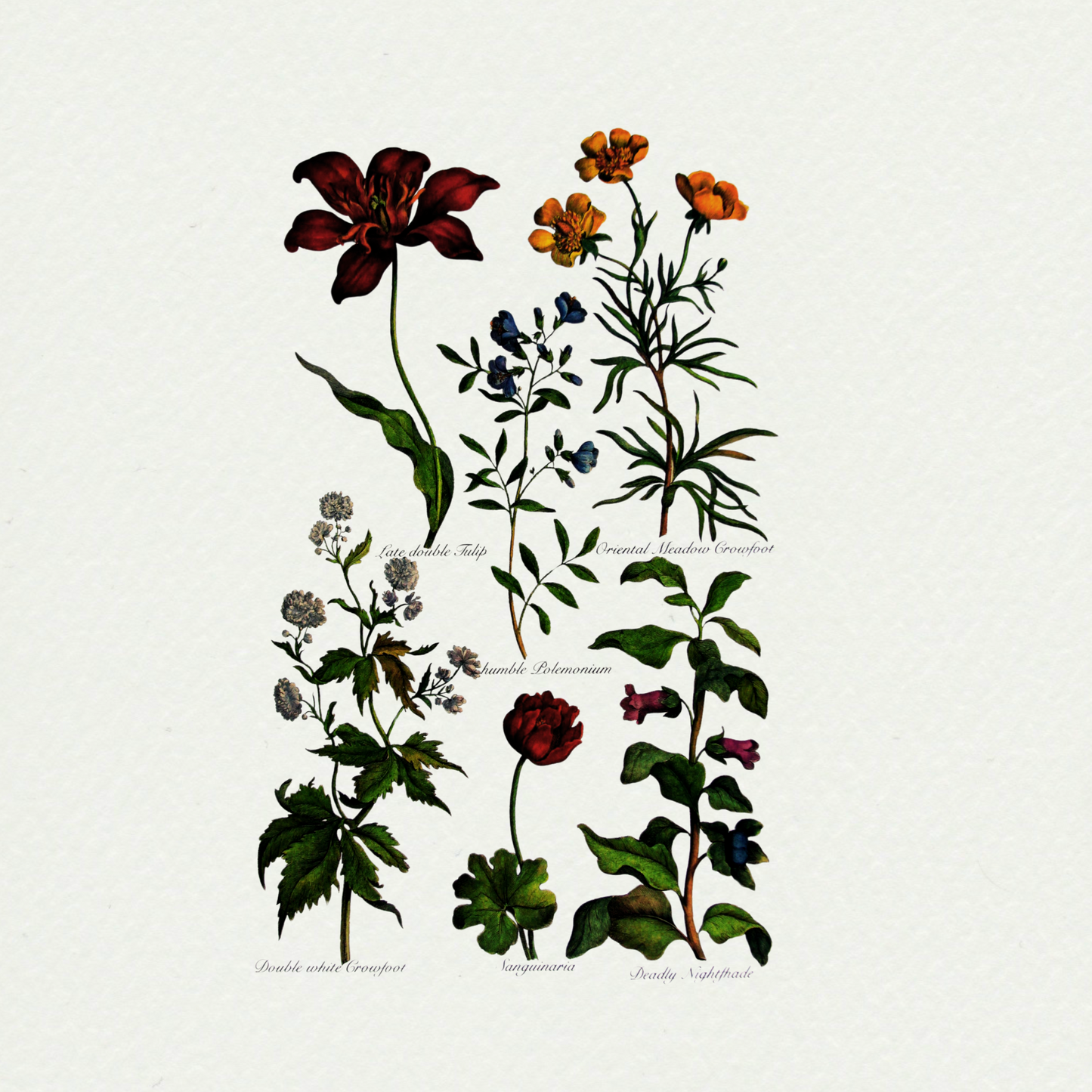Tulips (4), by John Hills Eden