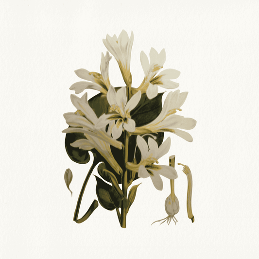 Lilium Cordifolium, by H. J. Elwes