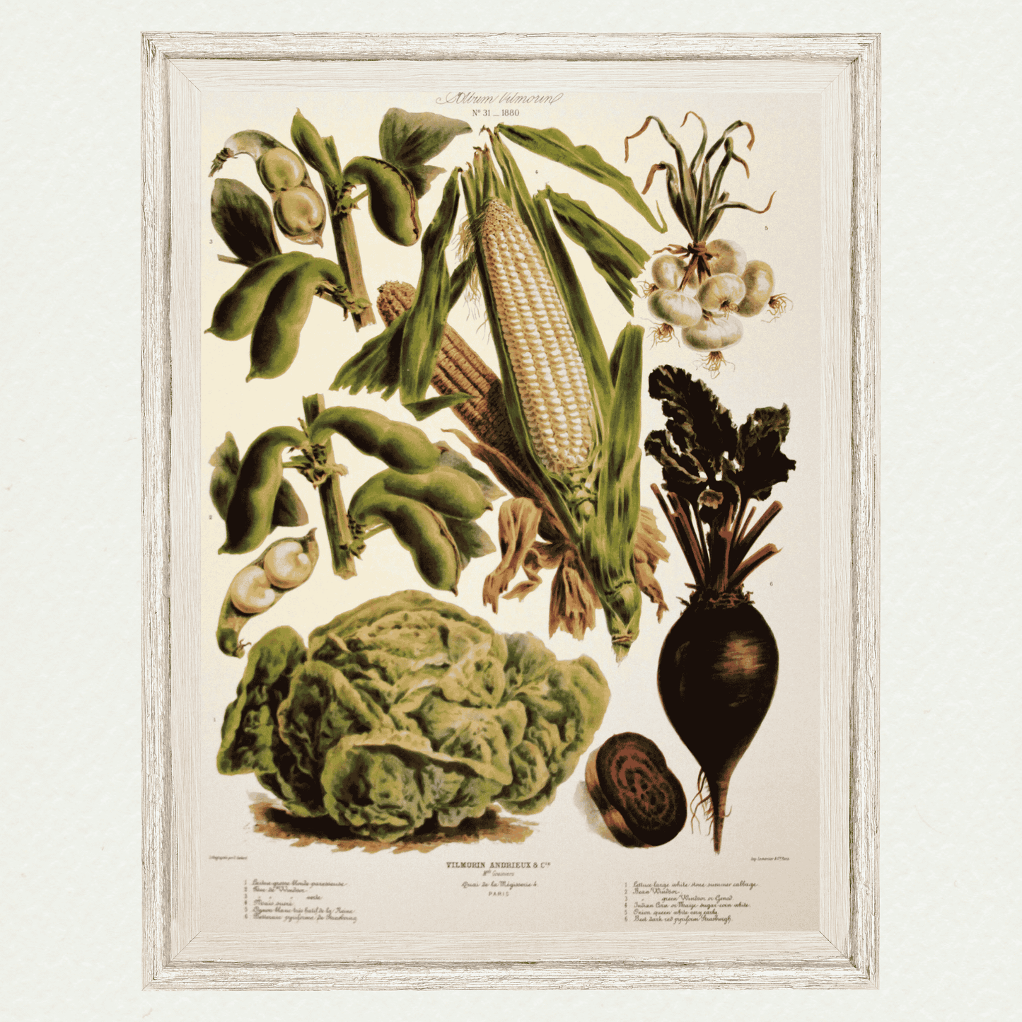 The Vegetable Garden (AV31)