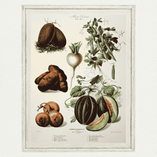 The Vegetable Garden (AV26)