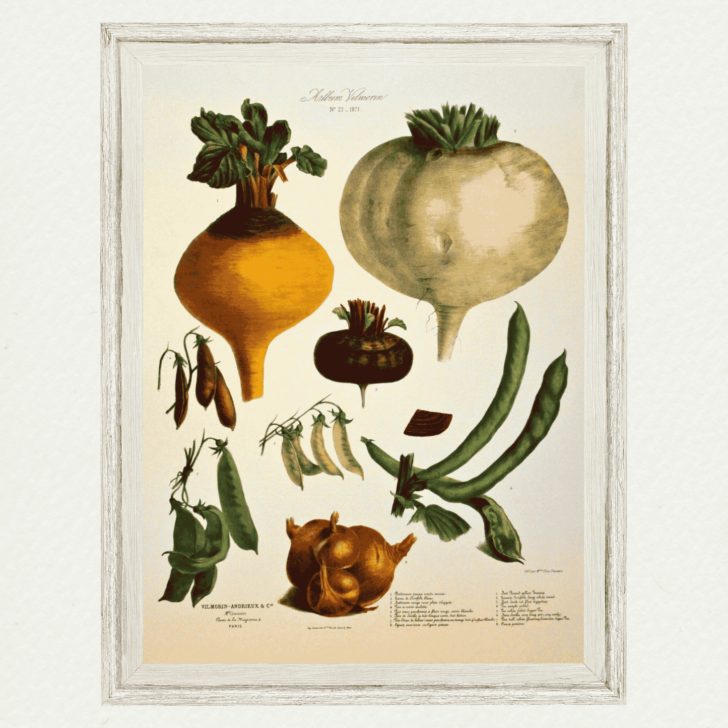 The Vegetable Garden (AV22)