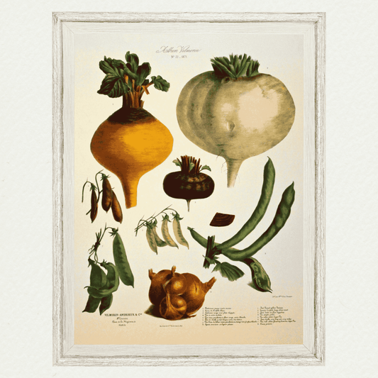 The Vegetable Garden (AV22)