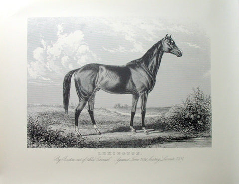 American Horses - Lexington
