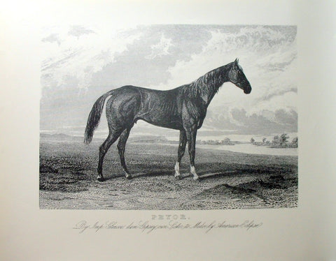 American Horses - Pryor