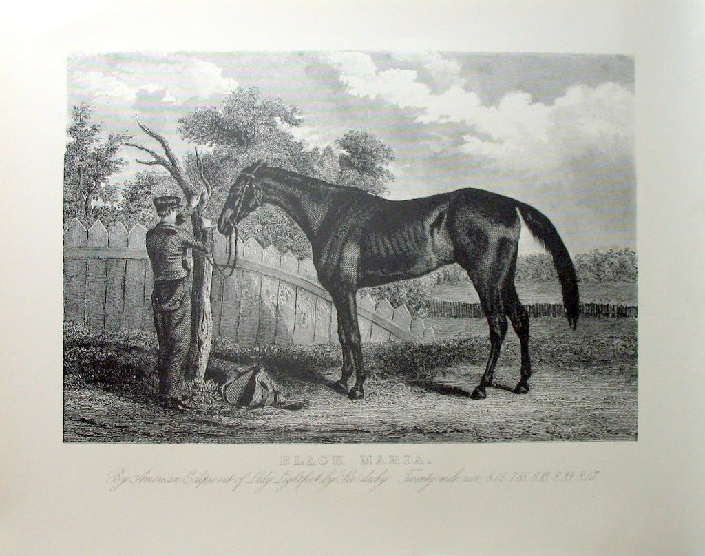 American Horses - Black Maria