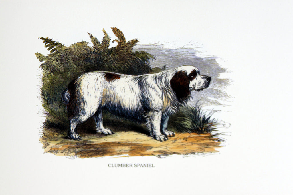 Dogs - Clumber Spaniel