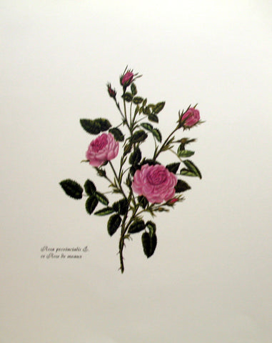 Rosa Provincialis:  Rose De meaux