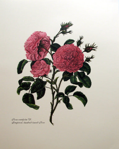Rosa centrifolia - Singelton's houndred leaved Rose