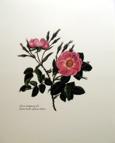 Rosa Rubiginosa
