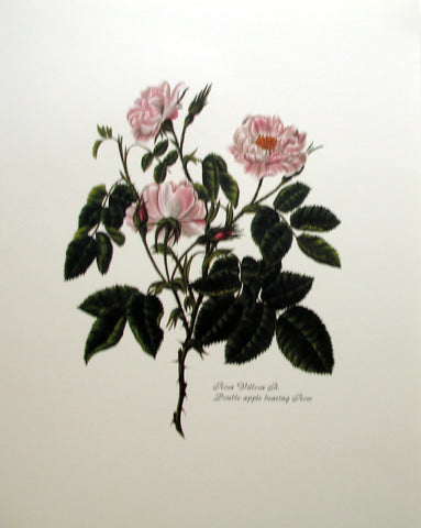 Rosa Villosa